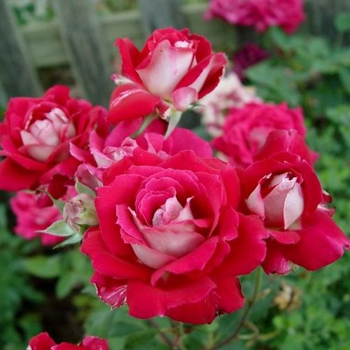 Rojo escarlata con bordes blancos - Árbol de Rosas Híbrido de Té - rosal de pie alto- forma de corona de tallo recto
